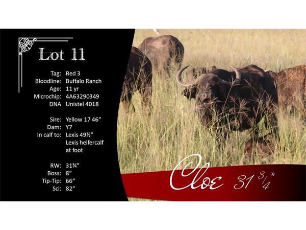 ~/upload/Lots/1473/AdditionalPhotos/6otlh3xyq4ie2/11 Cloe Info_t600x450.jpg